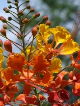 Drought Tolerant copyright � almostedenplants.com